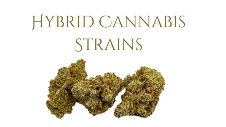 Hybrid Cannabis Strains: A Perfect Balance Between Sativa and Indica